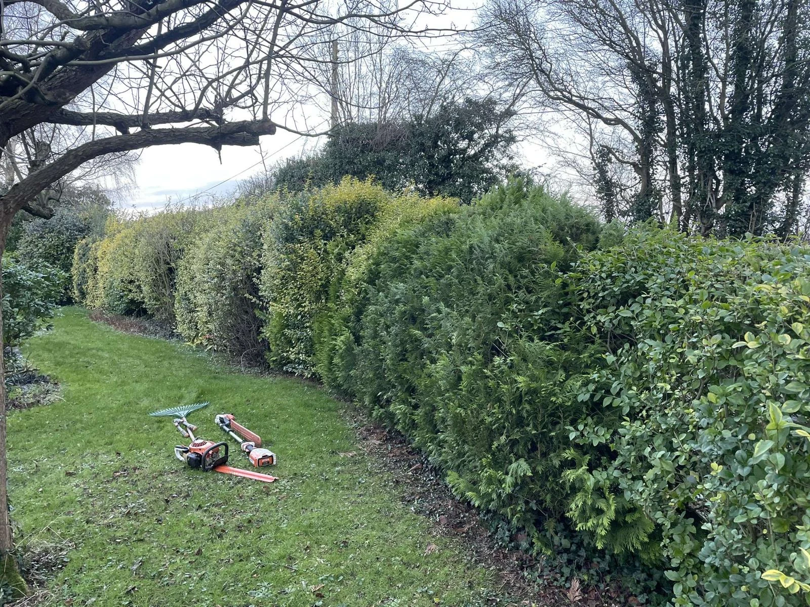 Before hedge reduction before and after