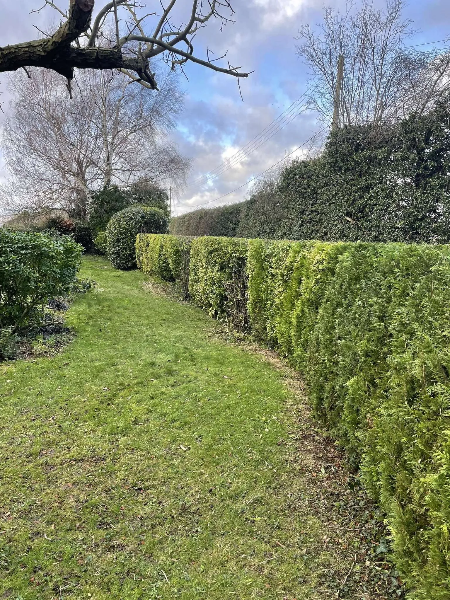 Precisely trimmed hedge