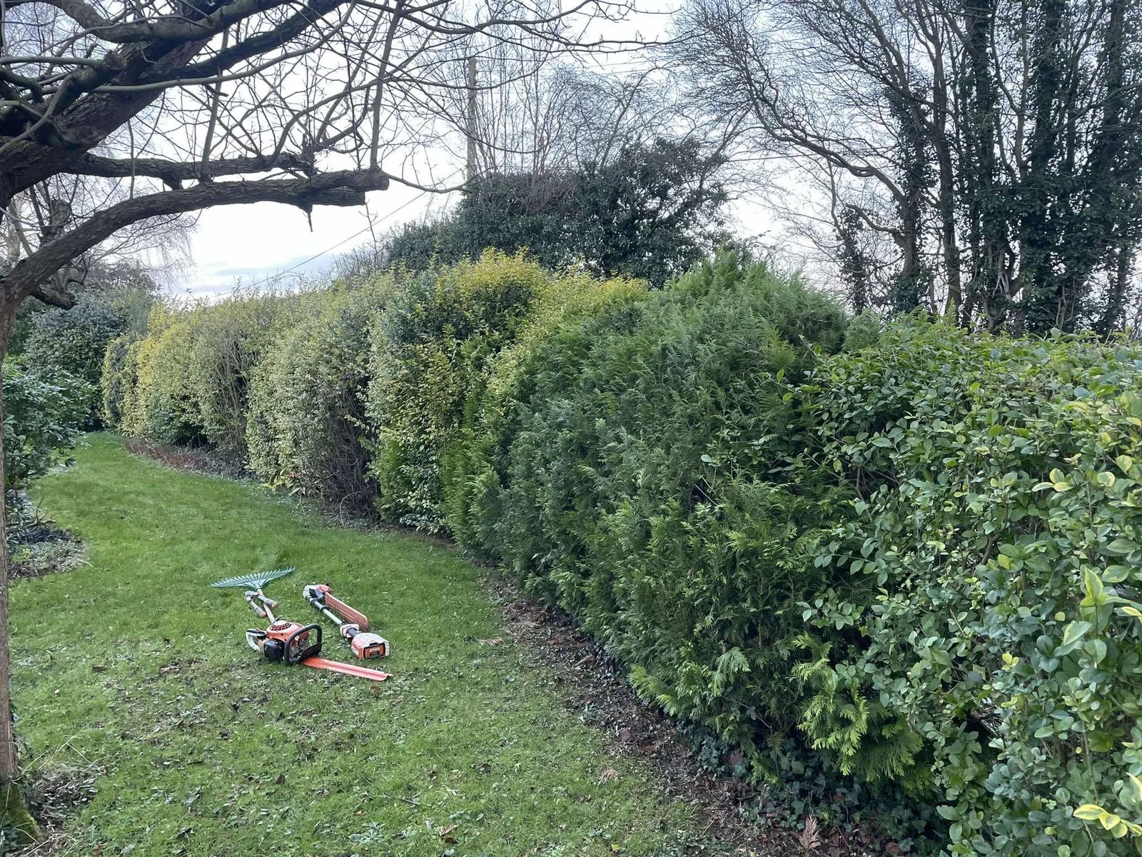 Hedge trimming