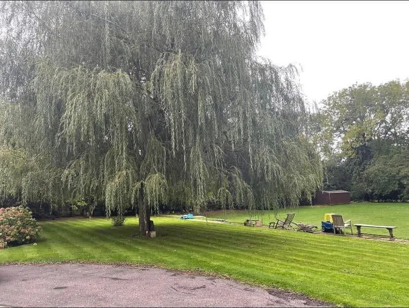 Tree Felling & Tree Removal